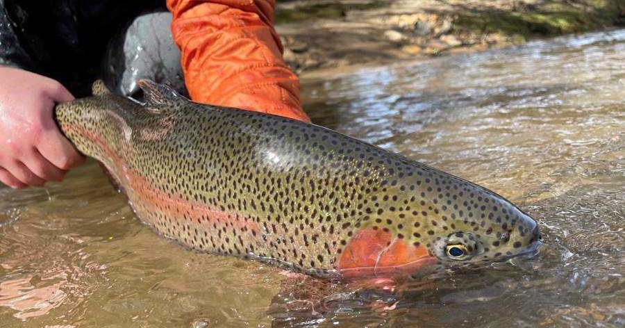 Fly Fish Blue Ridge | Blue Ridge, GA