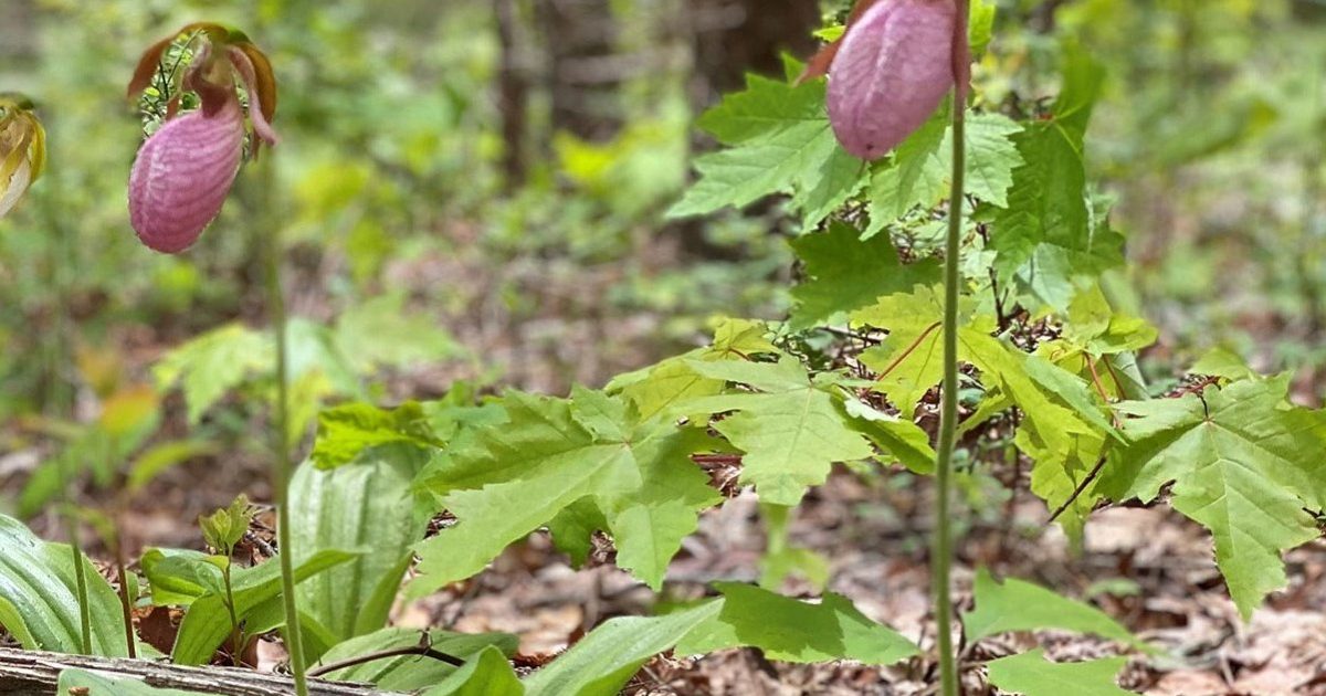 When Do The Wildflowers Bloom? Blue Ridge, GA